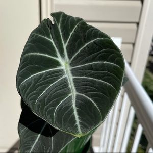 Meet your Posher, Morgan